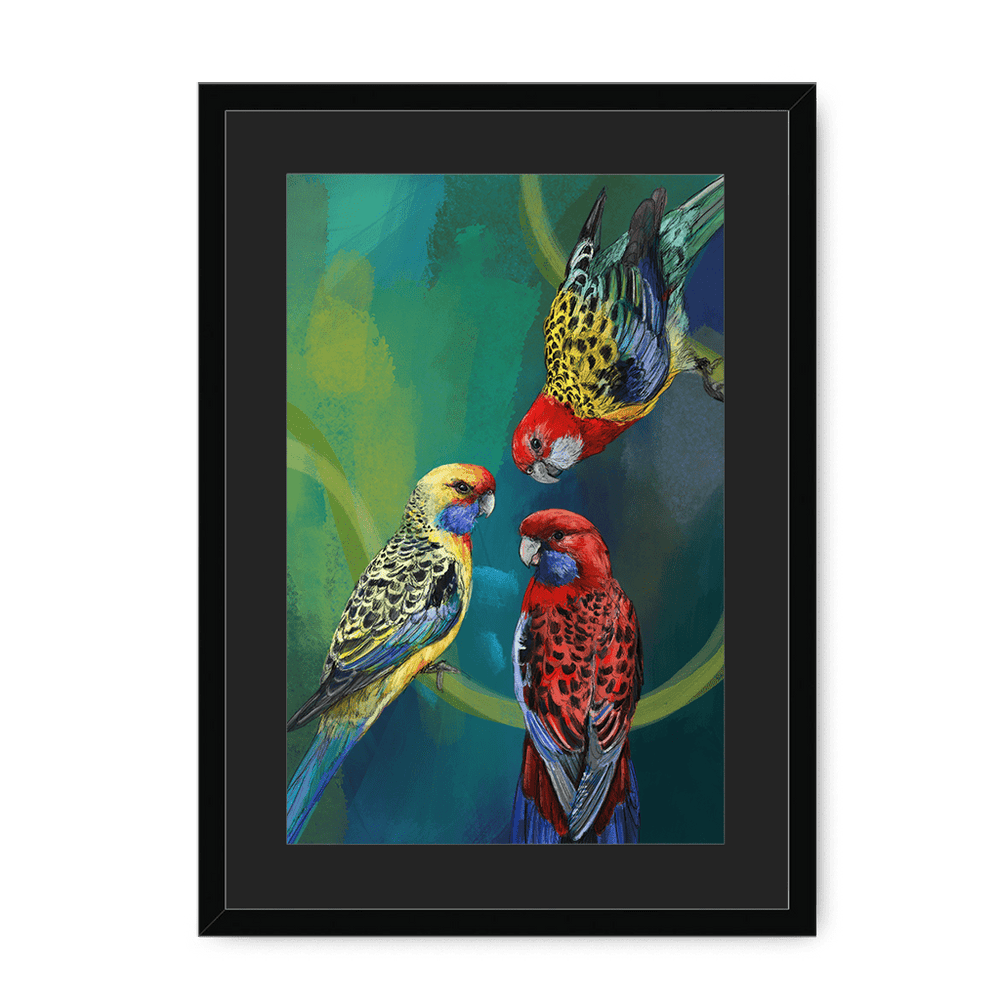 Rondel Of Rosellas Framed Print The Gathering A3 (297 X 420 mm) / Black / Black Mount Framed Print