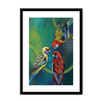 Rondel Of Rosellas Framed Print The Gathering A3 (297 X 420 mm) / Black / White Mount Framed Print