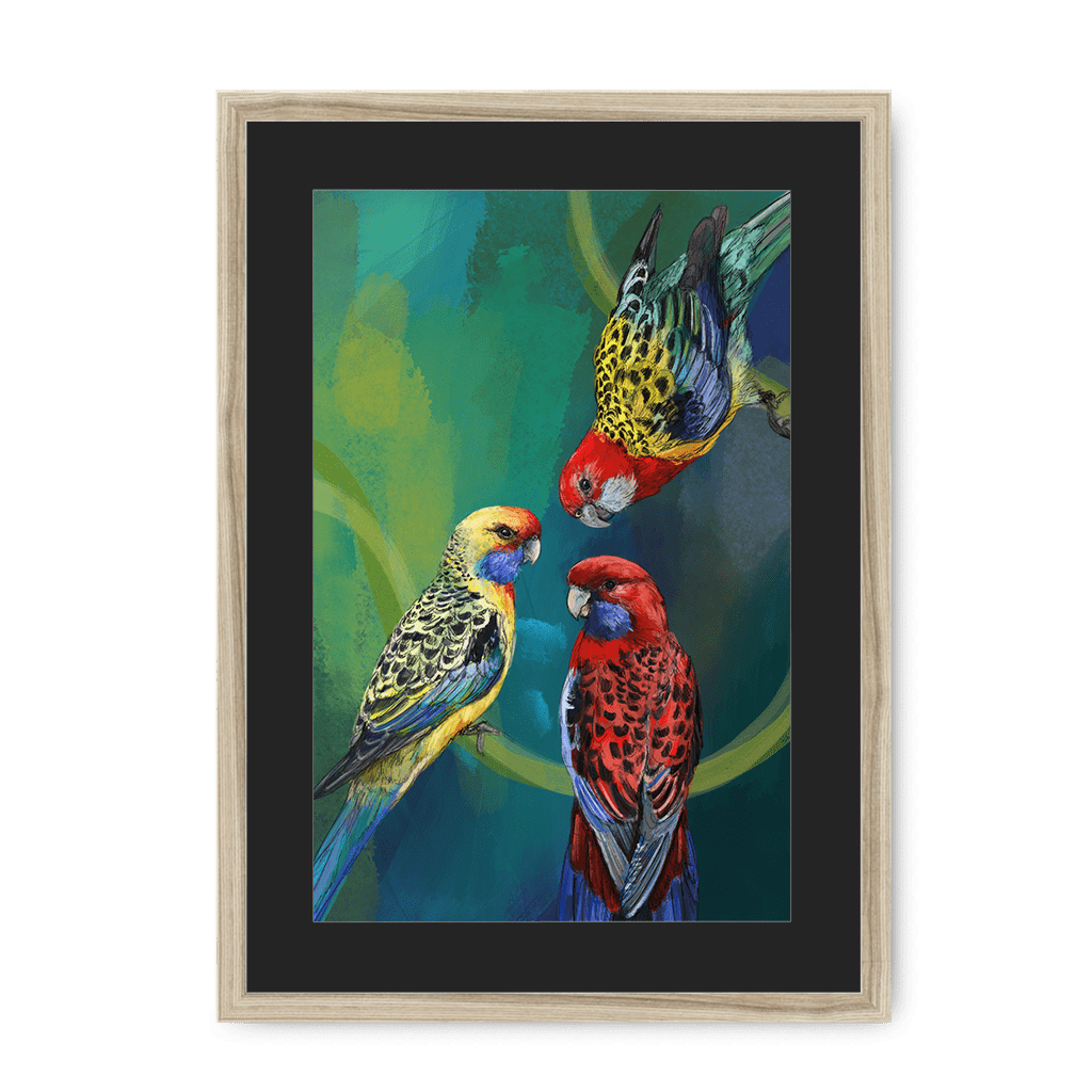Rondel Of Rosellas Framed Print The Gathering A3 (297 X 420 mm) / Natural / Black Mount Framed Print