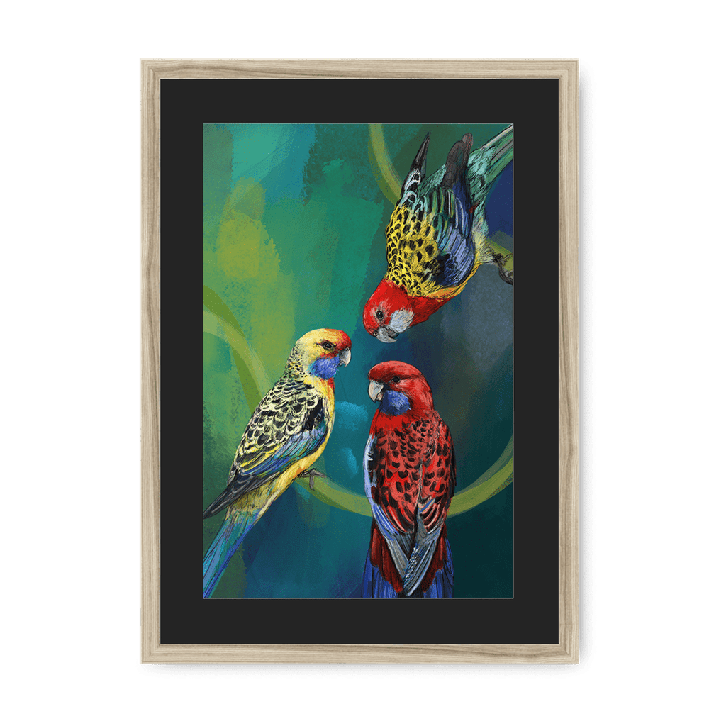 Rondel Of Rosellas Framed Print The Gathering A3 (297 X 420 mm) / Natural / Black Mount Framed Print