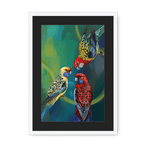 Rondel Of Rosellas Framed Print The Gathering A3 (297 X 420 mm) / White / Black Mount Framed Print