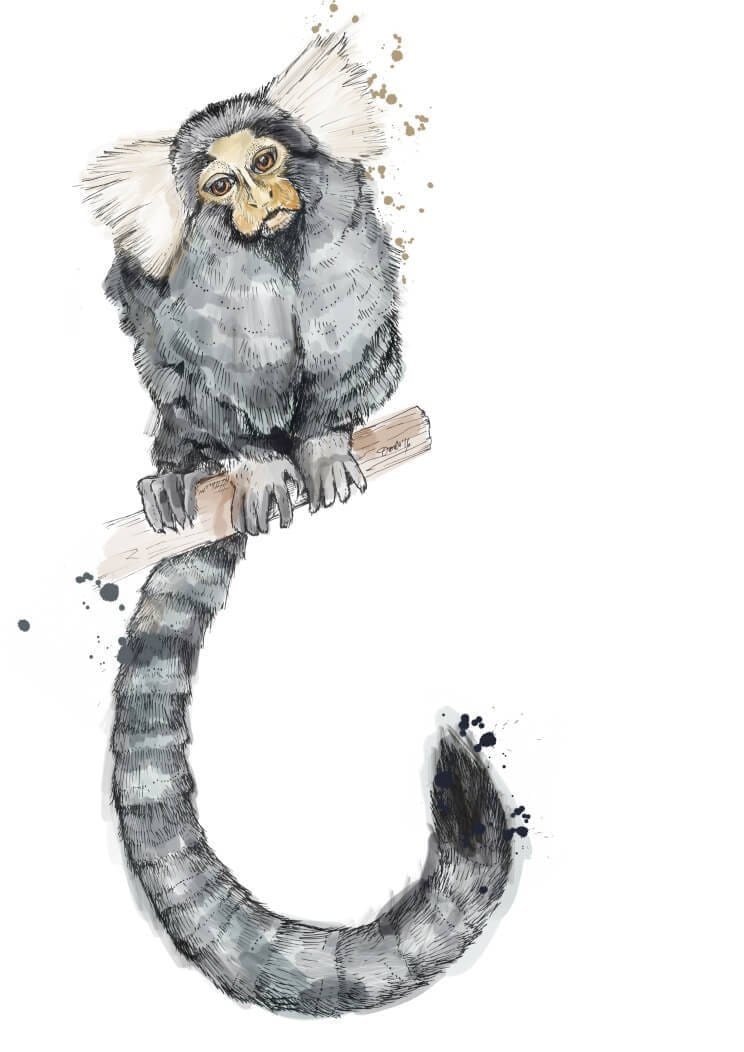 Marmoset Matte Art Print Fluffy Tails & a Sloth A4 (21 X 29.7 cm) Art Print