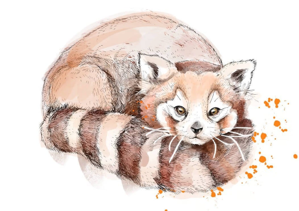 Red Panda Matte Art Print Fluffy Tails & a Sloth A4 (21 X 29.7 cm) Art Print