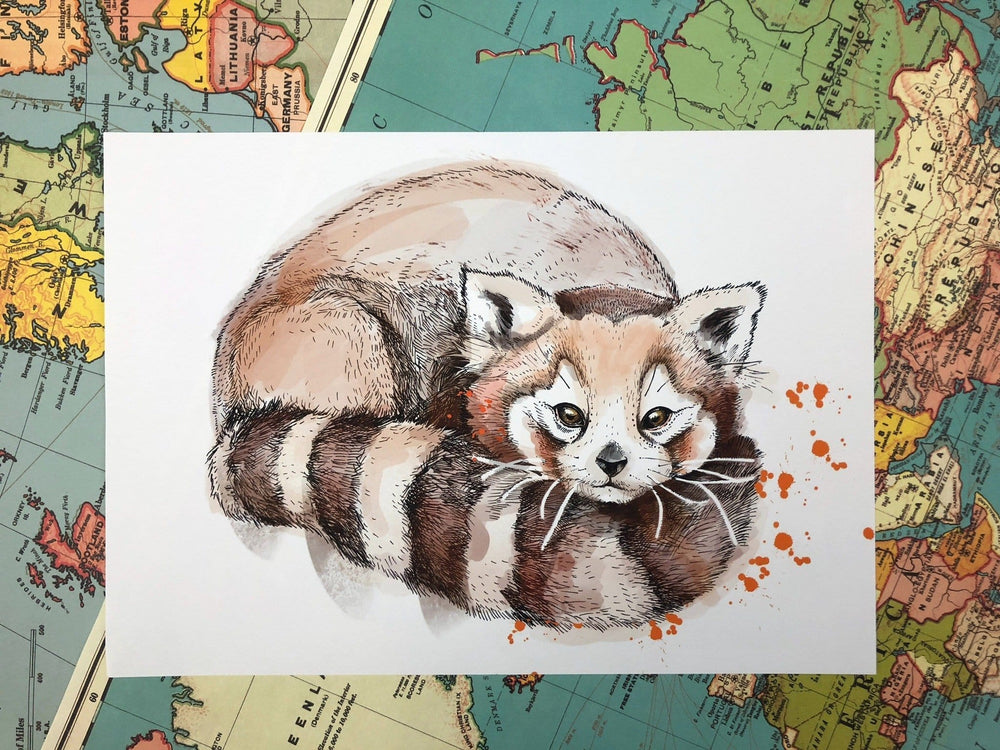 Red Panda Matte Art Print Fluffy Tails & a Sloth A4 (21 X 29.7 cm) Art Print