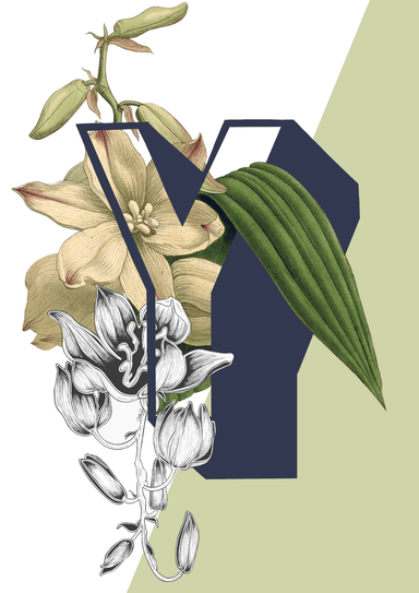 Botanical Alphabet Y Matte Art Print Botanical Alphabet Art Print