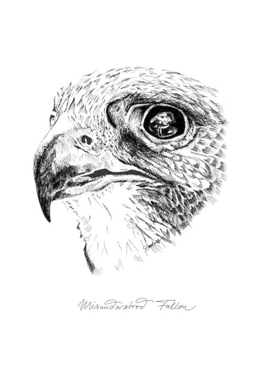 Misunderstood Falcon Matte Art Print Ink Drawings A5 (14.8 X 21 cm) Art Print