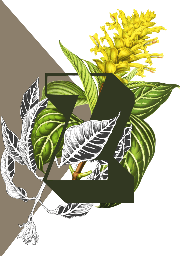 Botanical Alphabet Z Matte Art Print Botanical Alphabet Art Print