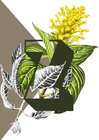 Botanical Alphabet Z Matte Art Print Botanical Alphabet Art Print