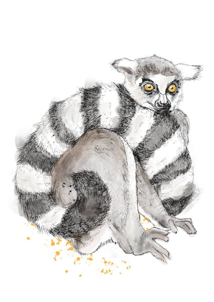 Lemur Matte Art Print Fluffy Tails & a Sloth A4 (21 X 29.7 cm) Art Print