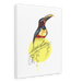 Chestnut Eared Araçari Canvas Print Drippy Birds 28"x40"(70x100 cm) Canvas Print