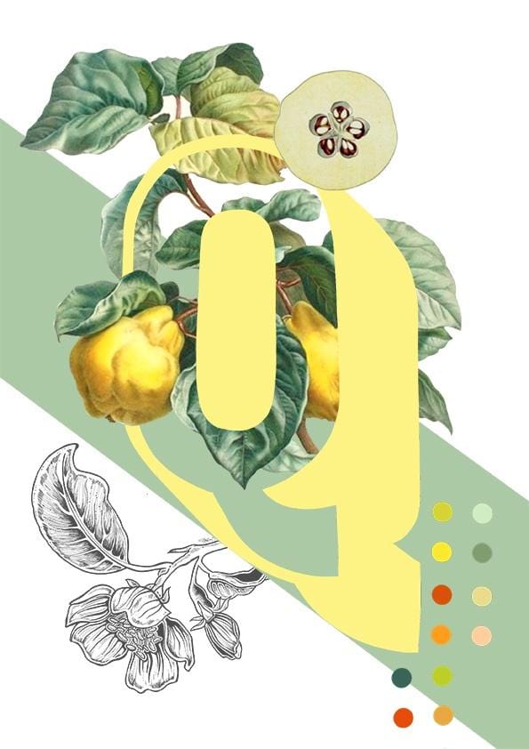 Botanical Alphabet Q Greeting Card Botanical Alphabet Greeting Cards Card