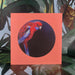 Crimson Rosella Greeting Card Exotic Bird Greeting Cards Square Card