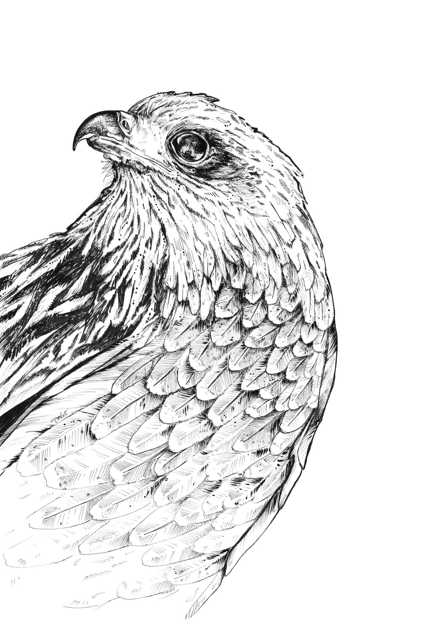 Falcon Matte Art Print Ink Birds Art Print