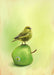 Apple Akekee Giclée Art Print Sticky Beaks Art Print