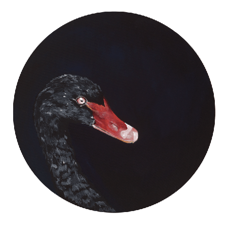 Black Swan Giclée Art Print Exotic Bird Paintings 8" Square (20.32 X 20.32 cm) Square GIclee Art Print