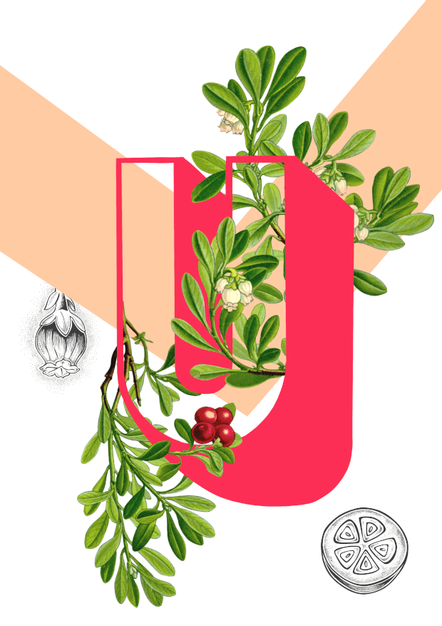 Botanical Alphabet U Matte Art Print Botanical Alphabet Art Print