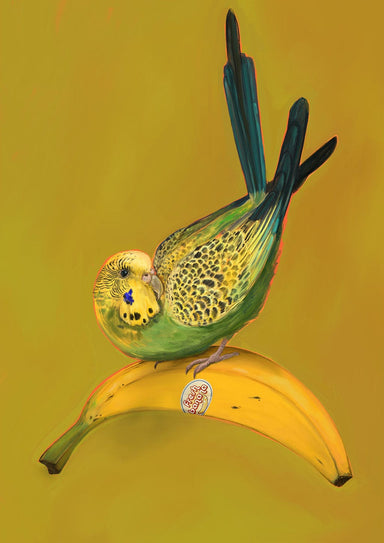 Banana Budgie Giclée Art Print Sticky Beaks Art Print