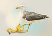 Banana Gull Giclée Art Print Sticky Beaks Art Print