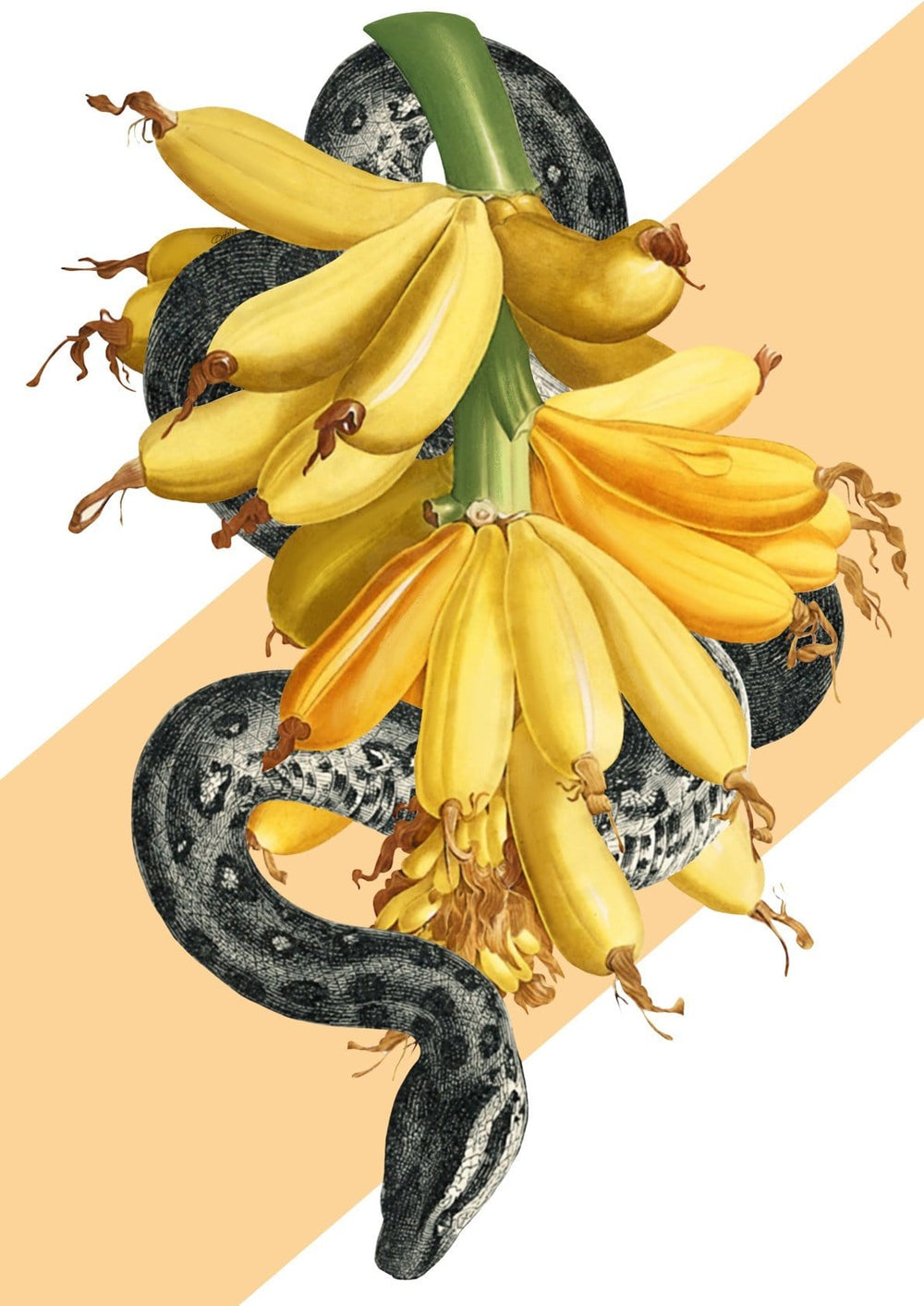 Banana Snake Matte Art Print Snakes & Adders Art Print