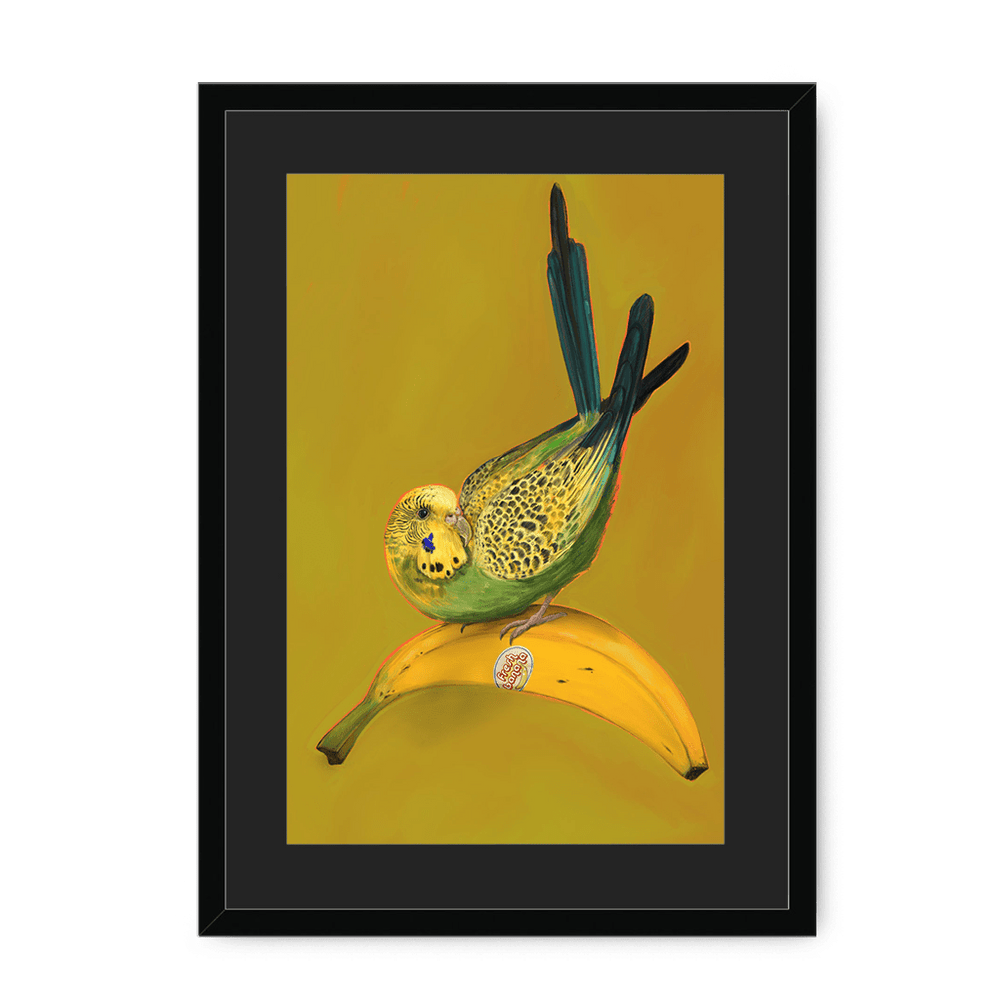 Banana Budgie Framed Print Sticky Beaks A3 (297 X 420 mm) / Black / Black Mount Framed Print