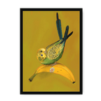 Banana Budgie Framed Print Sticky Beaks A3 (297 X 420 mm) / Black / No Mount (All Art) Framed Print