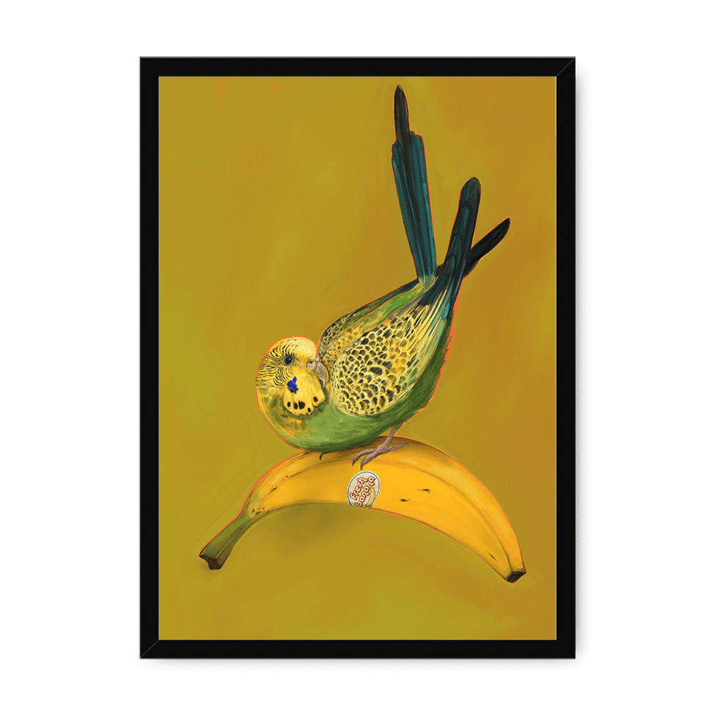 Banana Budgie Framed Print Sticky Beaks A3 (297 X 420 mm) / Black / No Mount (All Art) Framed Print