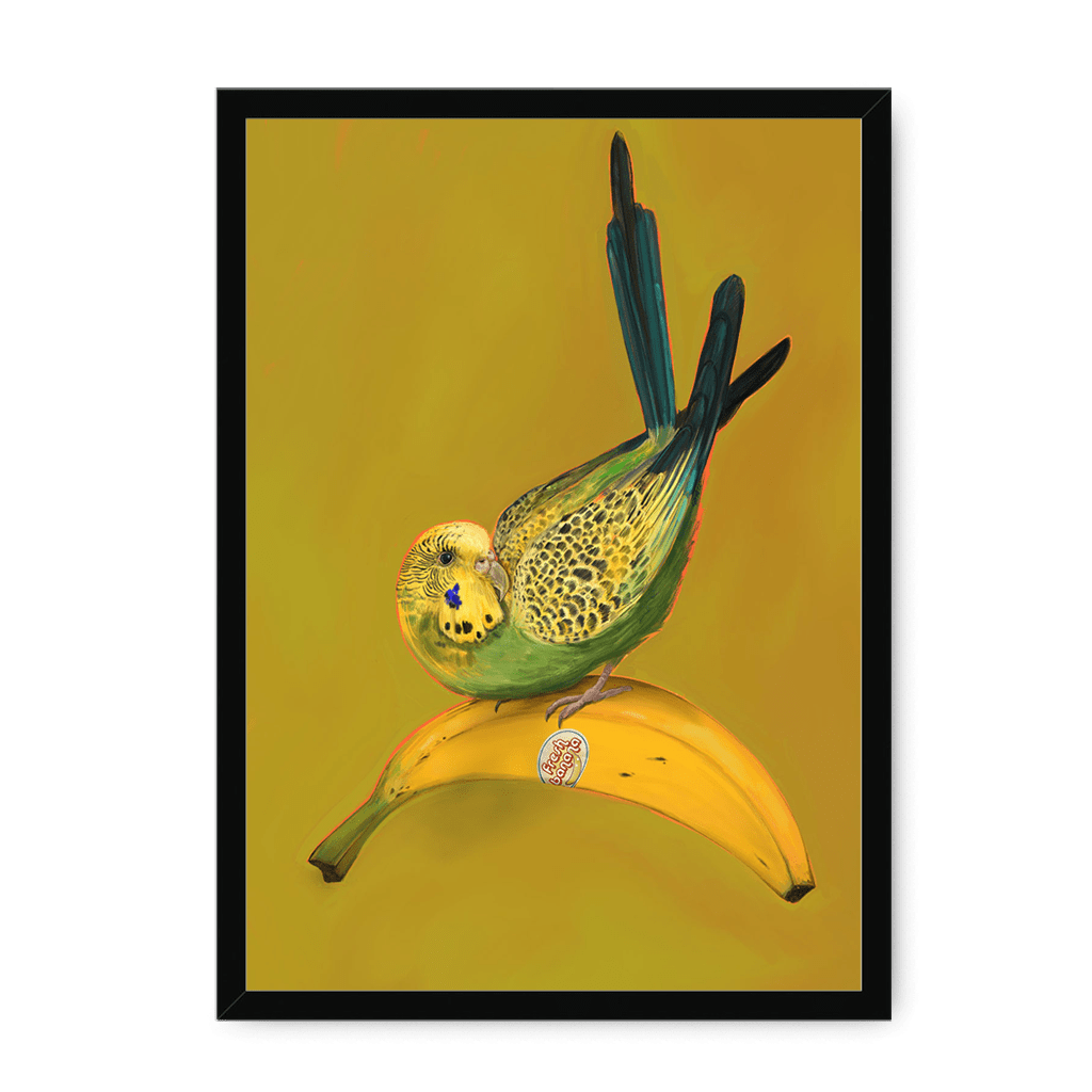 Banana Budgie Framed Print Sticky Beaks A3 (297 X 420 mm) / Black / No Mount (All Art) Framed Print