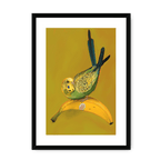 Banana Budgie Framed Print Sticky Beaks A3 (297 X 420 mm) / Black / White Mount Framed Print