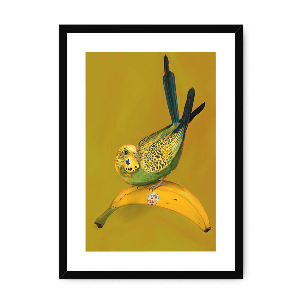 Banana Budgie Framed Print Sticky Beaks A3 (297 X 420 mm) / Black / White Mount Framed Print