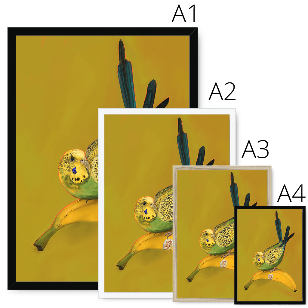 Banana Budgie Framed Print Sticky Beaks Framed Print