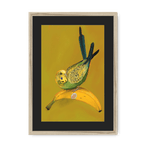 Banana Budgie Framed Print Sticky Beaks A3 (297 X 420 mm) / Natural / Black Mount Framed Print