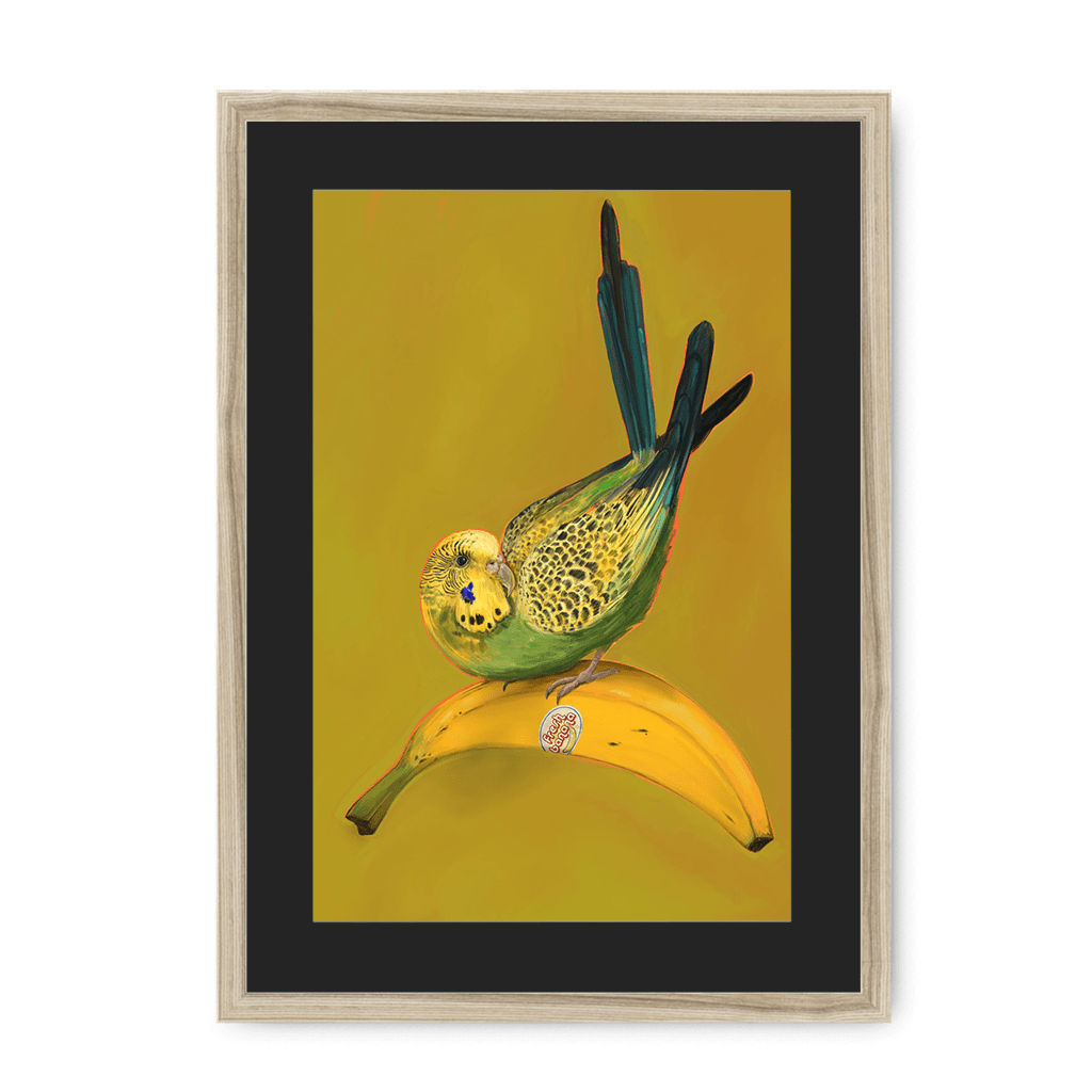 Banana Budgie Framed Print Sticky Beaks A3 (297 X 420 mm) / Natural / Black Mount Framed Print