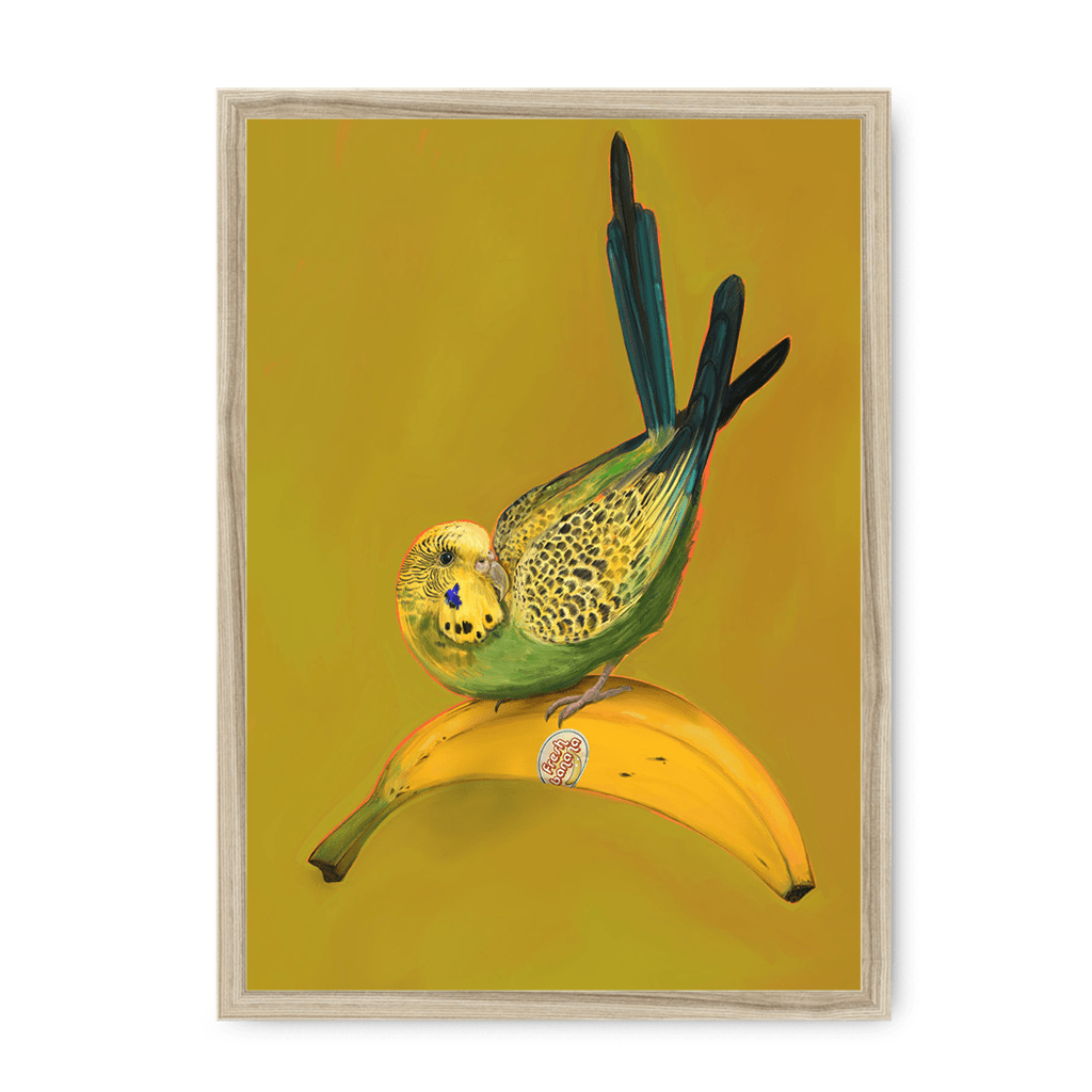 Banana Budgie Framed Print Sticky Beaks A3 (297 X 420 mm) / Natural / No Mount (All Art) Framed Print