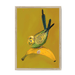 Banana Budgie Framed Print Sticky Beaks A3 (297 X 420 mm) / Natural / No Mount (All Art) Framed Print