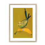 Banana Budgie Framed Print Sticky Beaks A3 (297 X 420 mm) / Natural / White Mount Framed Print