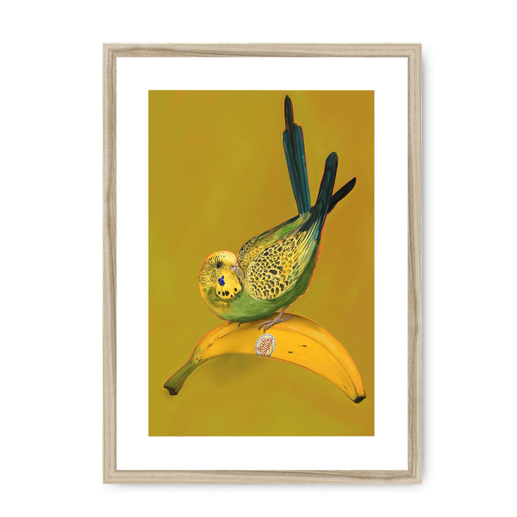 Banana Budgie Framed Print Sticky Beaks A3 (297 X 420 mm) / Natural / White Mount Framed Print