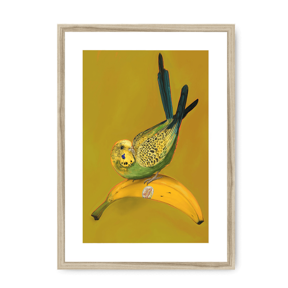 Banana Budgie Framed Print Sticky Beaks A3 (297 X 420 mm) / Natural / White Mount Framed Print