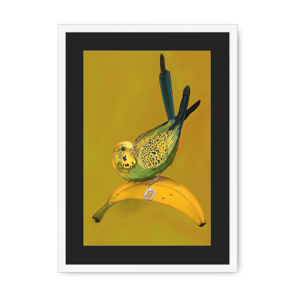 Banana Budgie Framed Print Sticky Beaks A3 (297 X 420 mm) / White / Black Mount Framed Print
