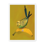 Banana Budgie Framed Print Sticky Beaks A3 (297 X 420 mm) / White / No Mount (All Art) Framed Print