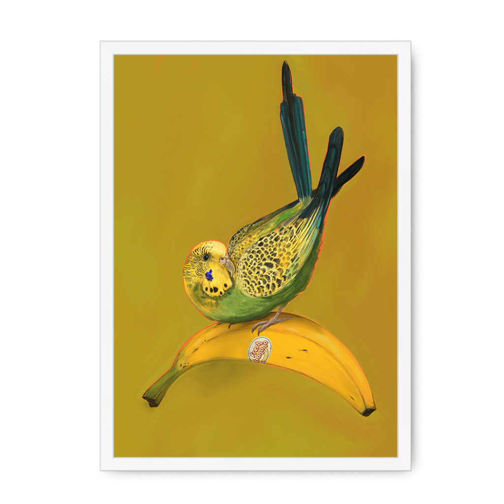 Banana Budgie Framed Print Sticky Beaks A3 (297 X 420 mm) / White / No Mount (All Art) Framed Print