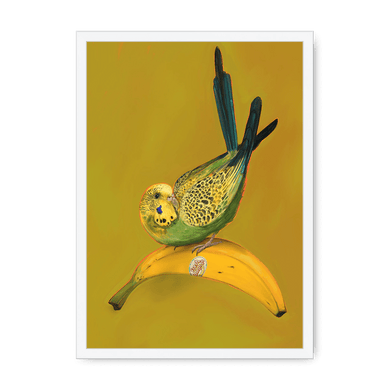 Banana Budgie Framed Print Sticky Beaks A3 (297 X 420 mm) / White / No Mount (All Art) Framed Print