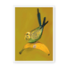 Banana Budgie Framed Print Sticky Beaks A3 (297 X 420 mm) / White / No Mount (All Art) Framed Print