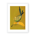 Banana Budgie Framed Print Sticky Beaks A3 (297 X 420 mm) / White / White Mount Framed Print