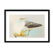 Banana Gull Framed Print Sticky Beaks A3 (297 X 420 mm) / Black / White Mount Framed Print