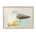 Banana Gull Framed Print Sticky Beaks A3 (297 X 420 mm) / Natural / No Mount (All Art) Framed Print