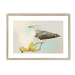 Banana Gull Framed Print Sticky Beaks A3 (297 X 420 mm) / Natural / White Mount Framed Print