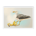 Banana Gull Framed Print Sticky Beaks A3 (297 X 420 mm) / White / No Mount (All Art) Framed Print
