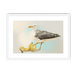 Banana Gull Framed Print Sticky Beaks A3 (297 X 420 mm) / White / White Mount Framed Print