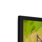 Bobcat Botanica Framed Print Pawky Paws Framed Print