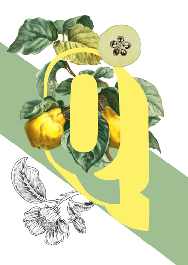 Botanical Alphabet Q Matte Art Print Botanical Alphabet Art Print